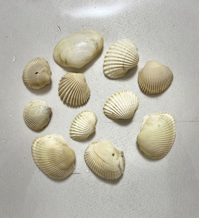 Аквариум аксессурлари