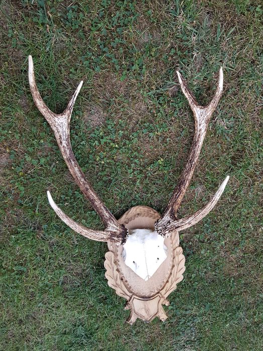 Coarne cerb, trofeu