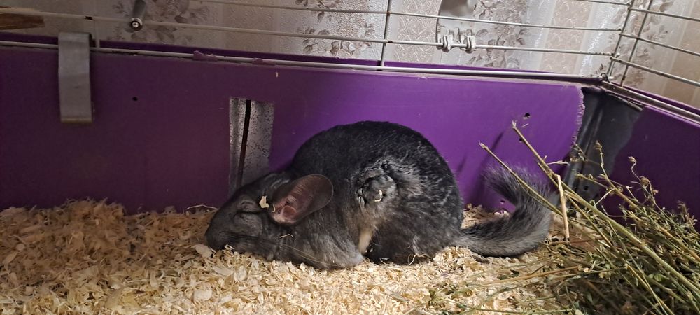Sinsila (chinchilla)