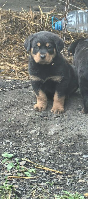 Продавам ротвайлери