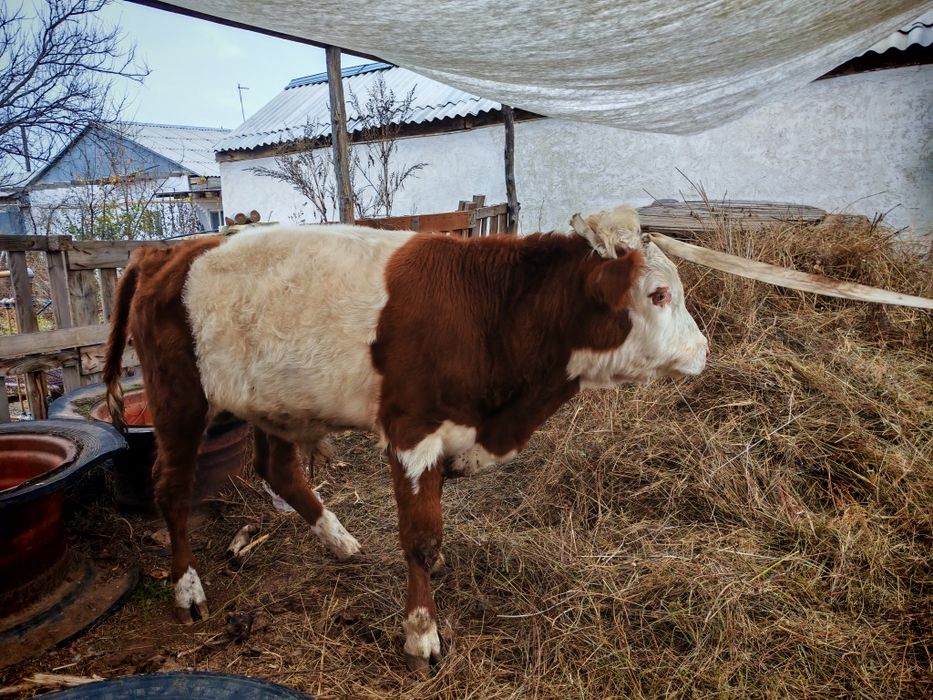 Бычек   Сементал