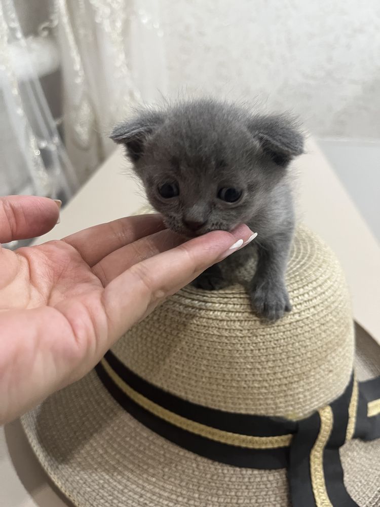 Продам вислоухих котят