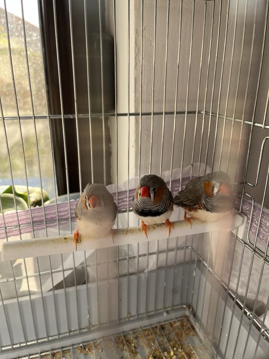 Mascul Zebra Australiana