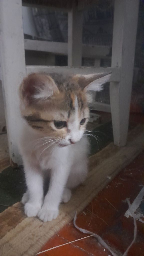 Котенок в добрые руки