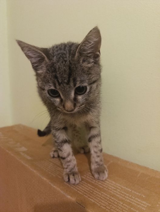 Малко коте на два месеца