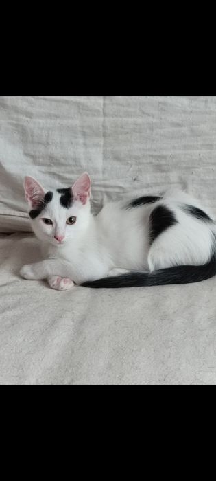 Котята ждут лучшую семью