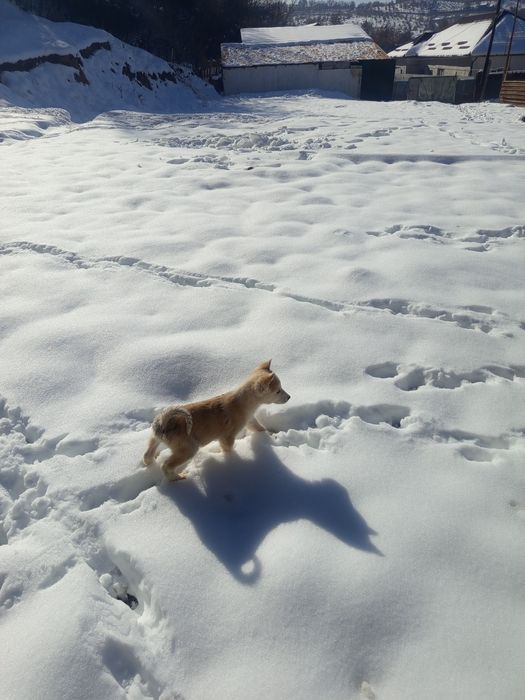 Продам шинков лайки