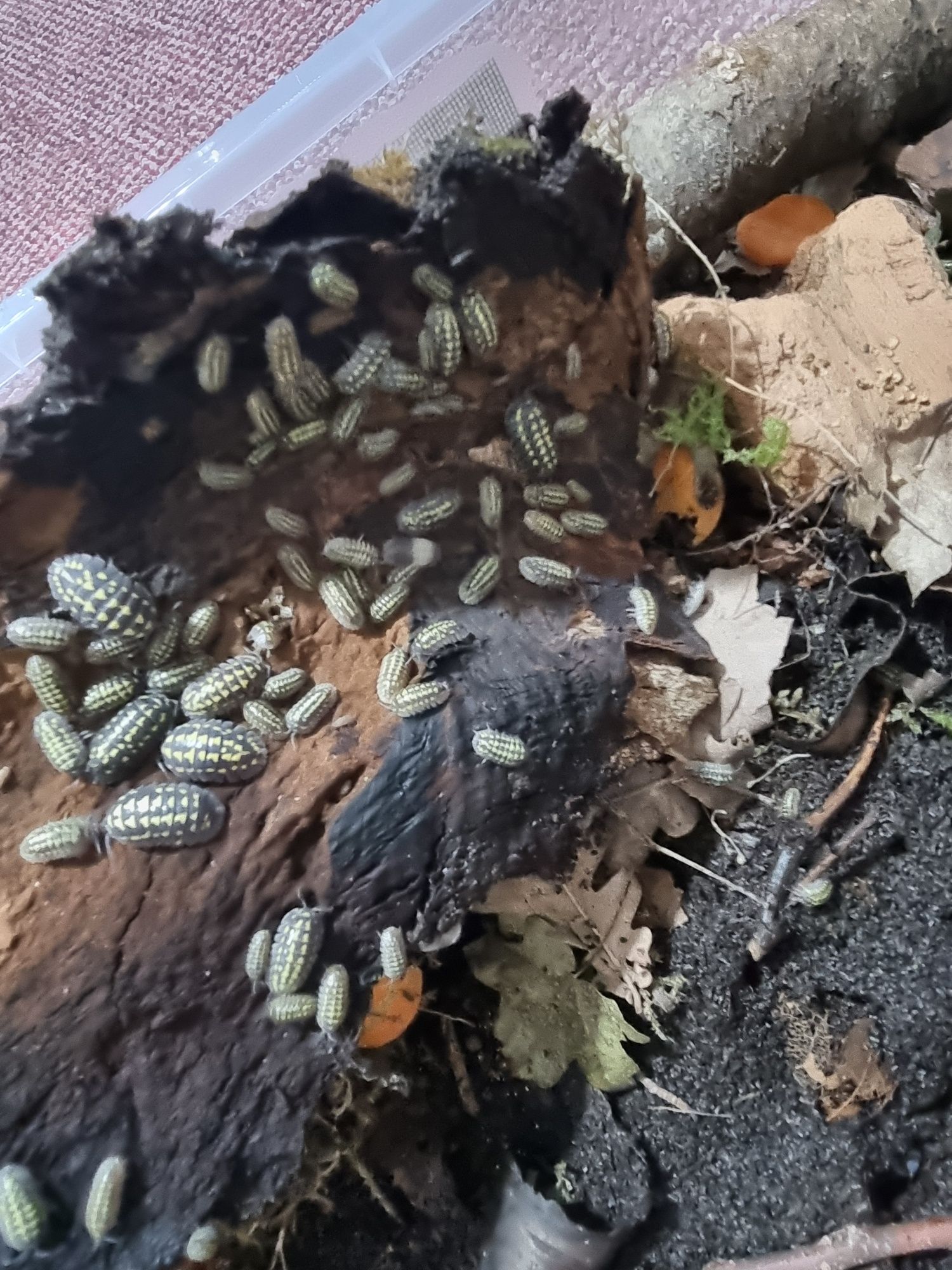 Izopode Armadillidium gestroi – Giant Yellow Spotted Isopod
