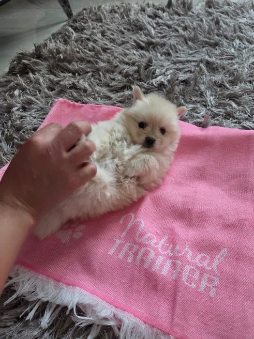 Caut stăpâni iubitori!!Suntem de rasa pomeranian și suntem 4 frățiori