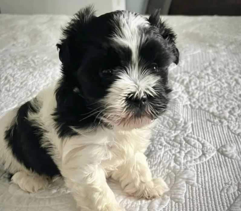 Bichon havanez  750 lei