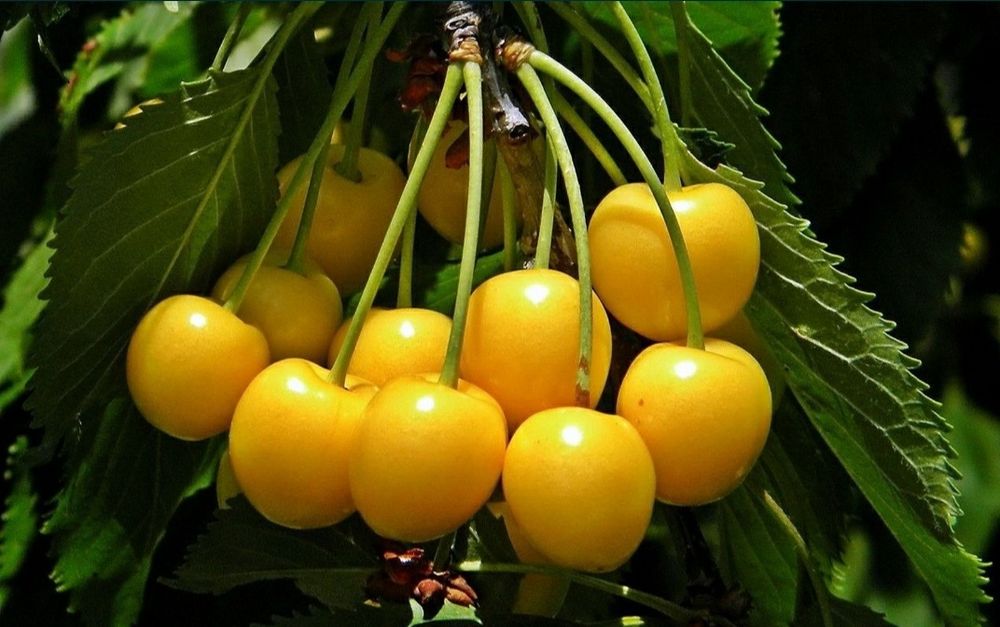 Cires Amar Imperial Galben