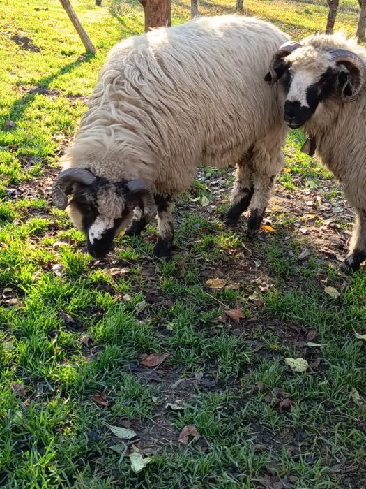 Vând 2 berbecuți de anul acesta