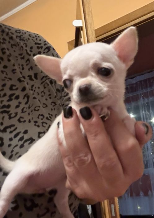 Chihuahua cu pedigree Fci