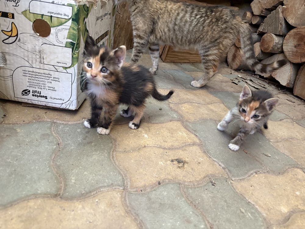 Ofer doua pisicute gratuit pentru iubitorii de animale
