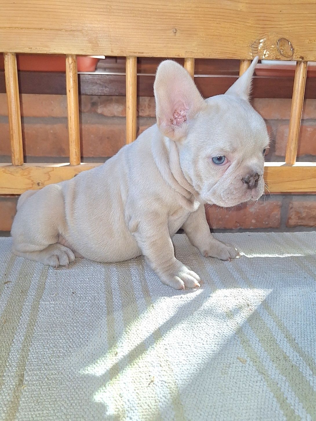 Bulldog francez fetita