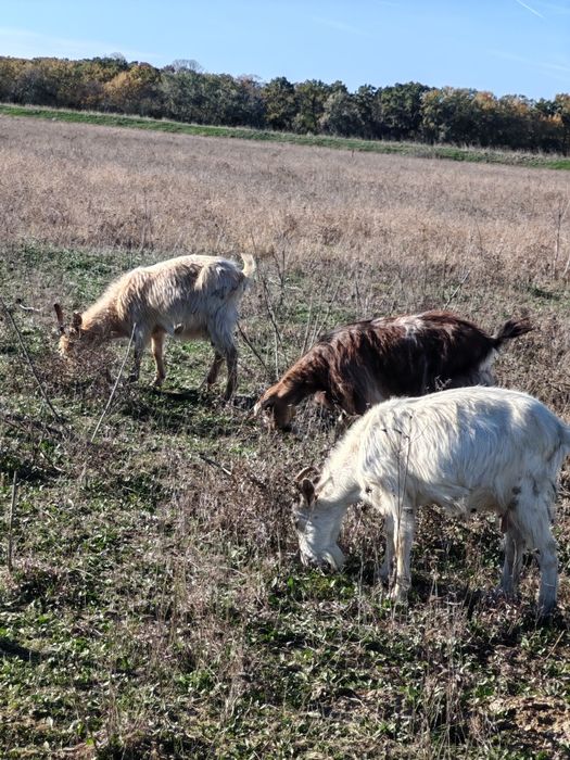 Vând 60 de capre de prasila
