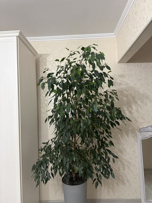 Продам цветы фикус Бенджамина