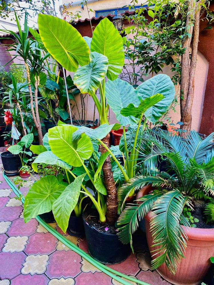 Colocasia lamai leandru arbore de cauciuc