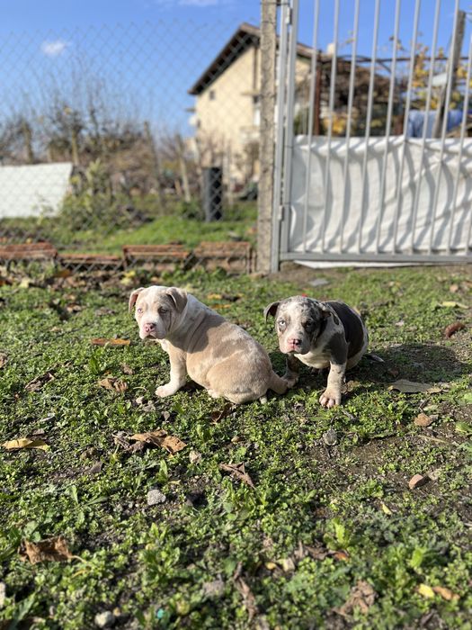 Американско Були Покет