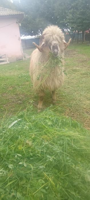 Vând berbec  de taeat sau pt reproducere