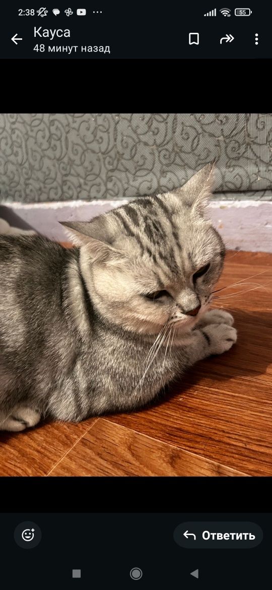 Кошка бесплатно Кошка бесплатно