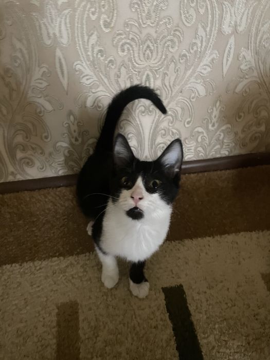 Котенек , мальчик, 4 месяца