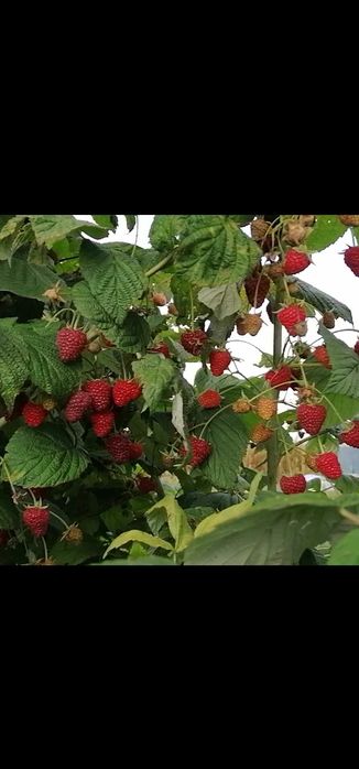 Vând drajoni de zmeur din soiul Polka