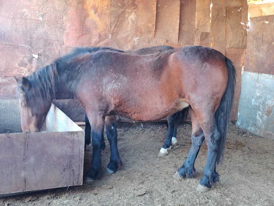 Лошади жылкы бие на той