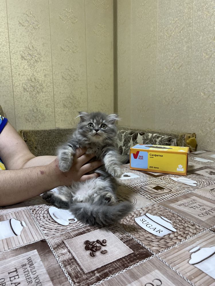 Продается котята