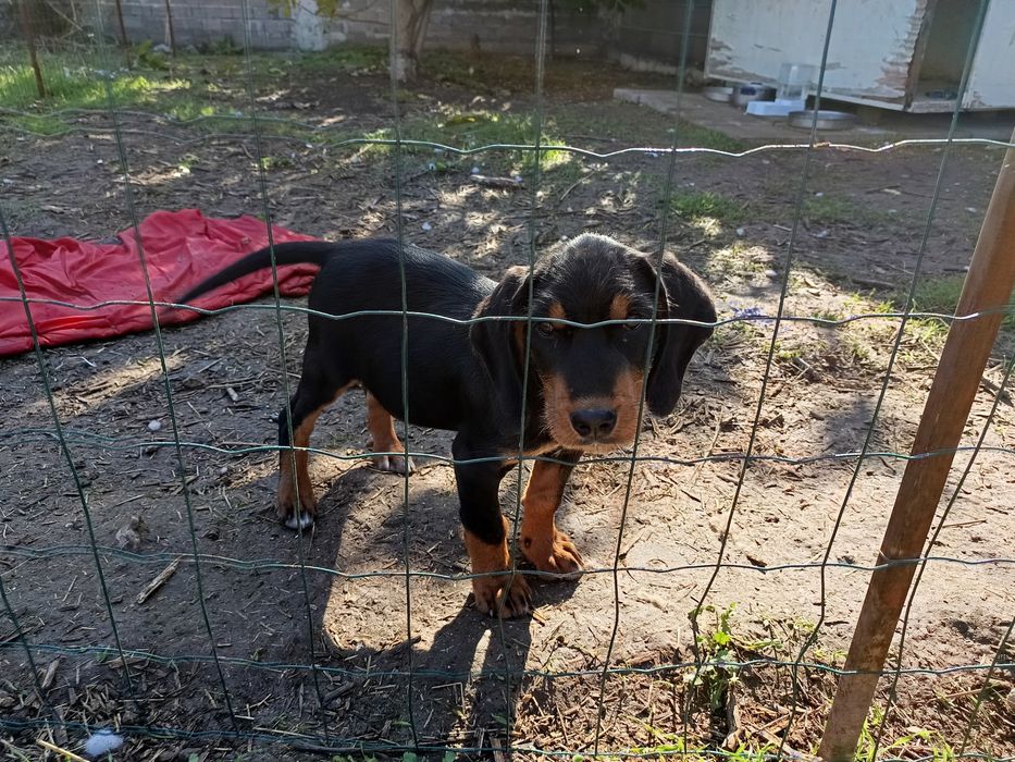 Подарява се мъжко гонче 2.5месеца