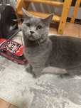 British shorthair de vanzare