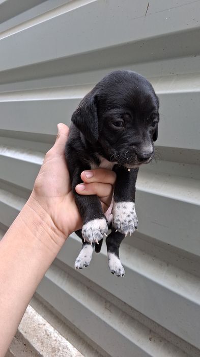 Donez cainii 3 fete 3 baieti