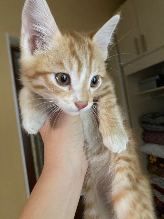 Котята в хорошие руки . Mushuklar