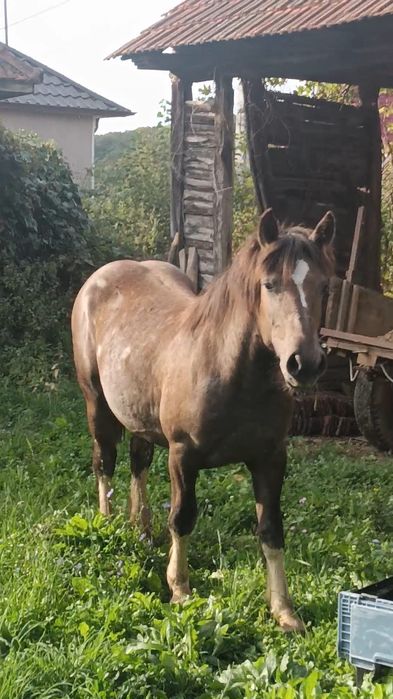 Vând mânză de 1 an schimb