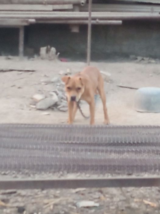 Pidbul sotiladi 1yosh axranasi zoʻr