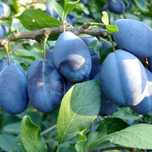 Prune de vânzare