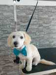 Frizerie canina Trivale complex 1