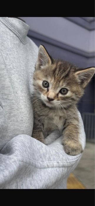 Котята в хорошие , ответственные руки!