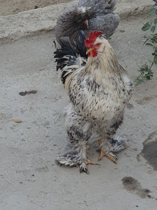 Чиройли ХУРОЗ соглом 1 ёшар Геофизикада