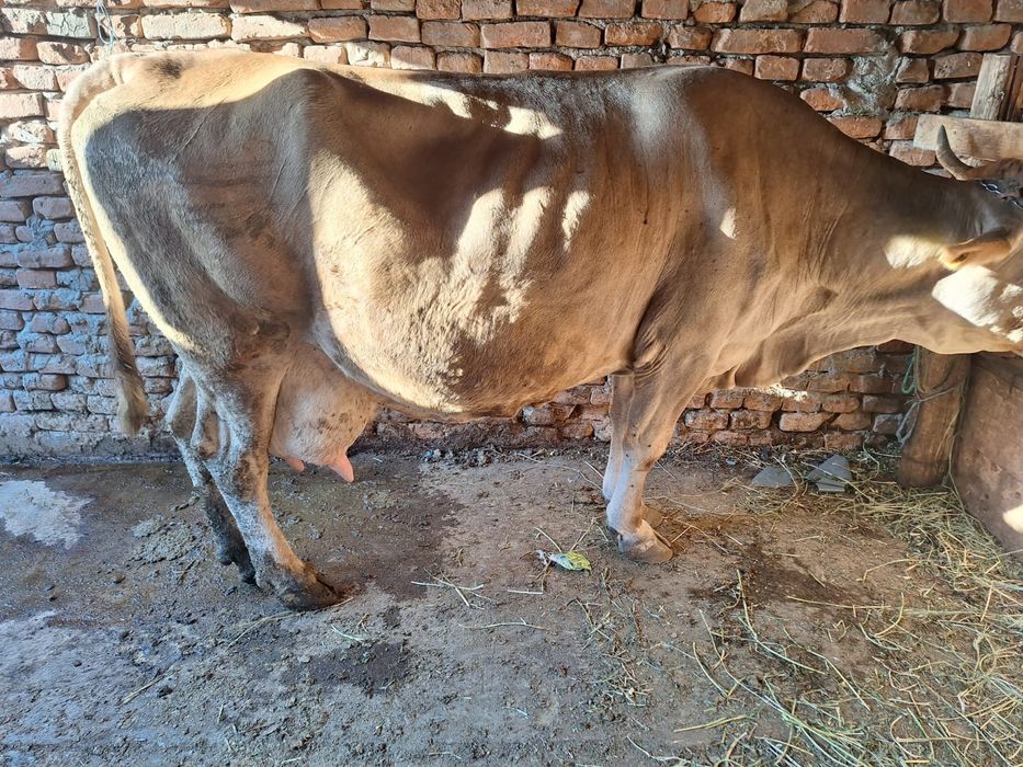 Vând vând Vacă de lapte vacă gestanta în 5 luni