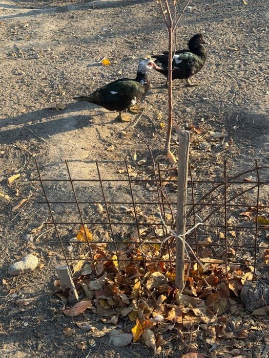 Продам домашние индо утки