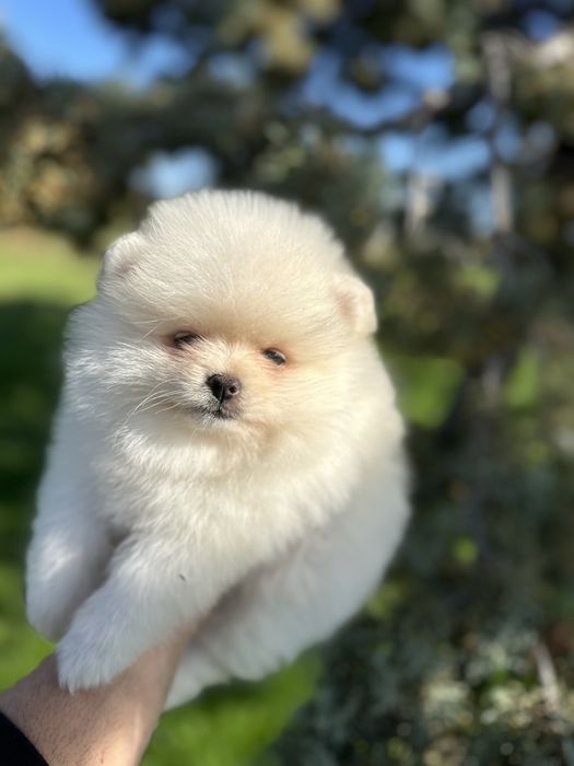 Мини Померан.