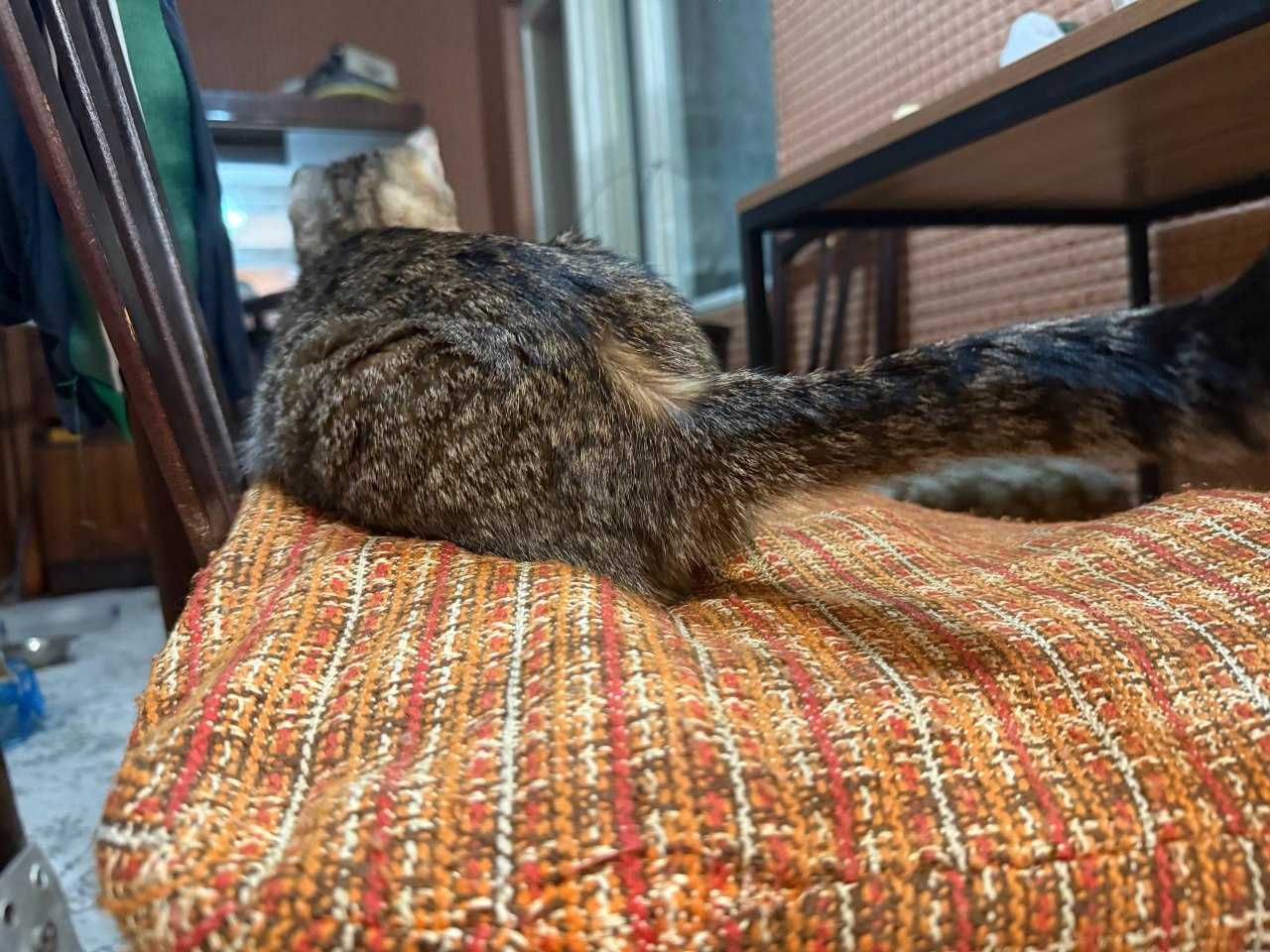 Кошка стерилизованная