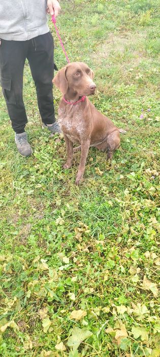 Куцхаар женски на 3г.