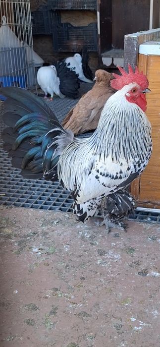 Familii mii de flori