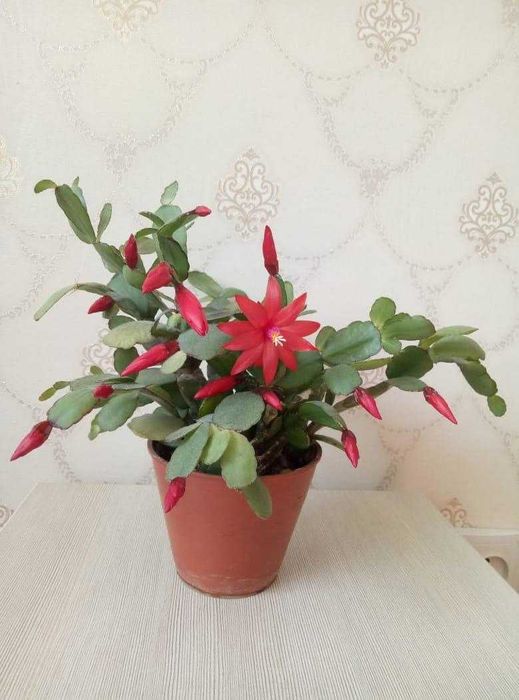 Рипсалидопсис хатиора декабрист шлюмбергера