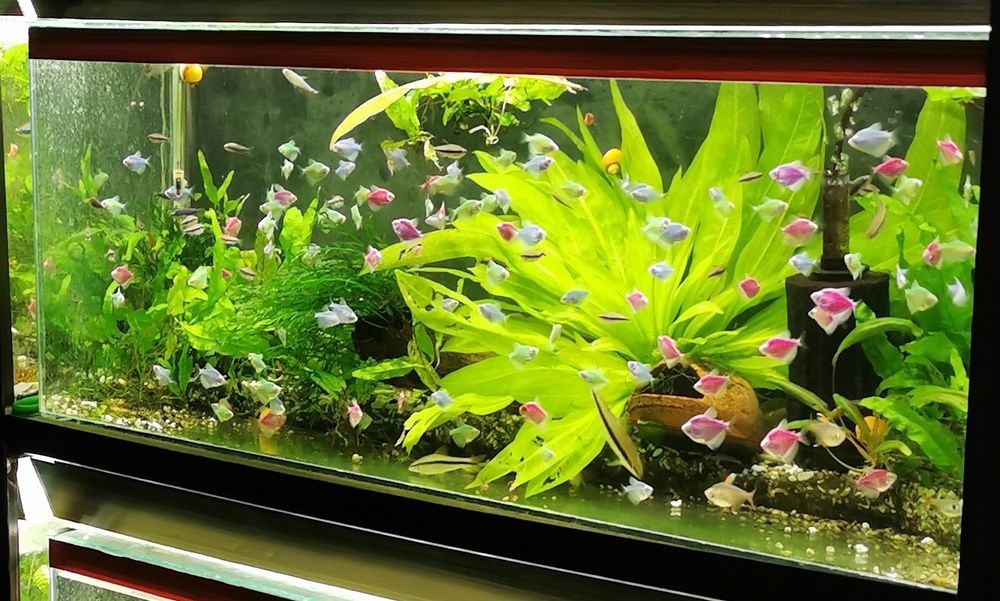 Аквариуми - два бр.