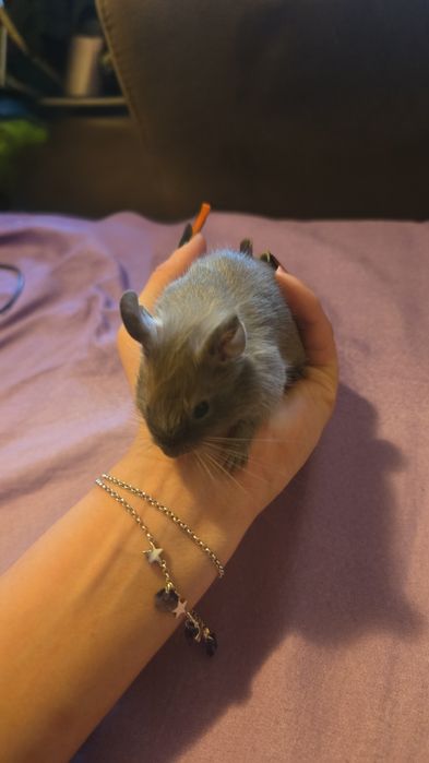 Pui veverițe degu pentru adoptie