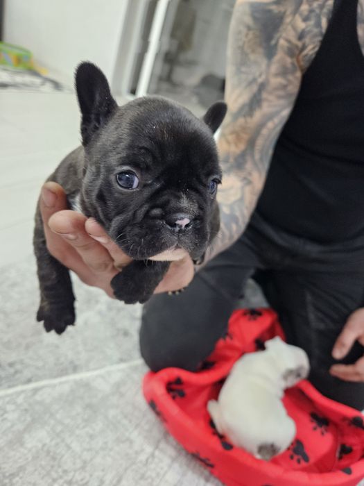 Френски булдог ,