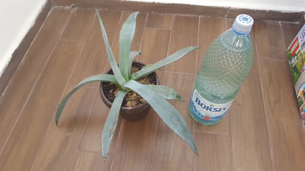 Vând cactuşi şi suculente